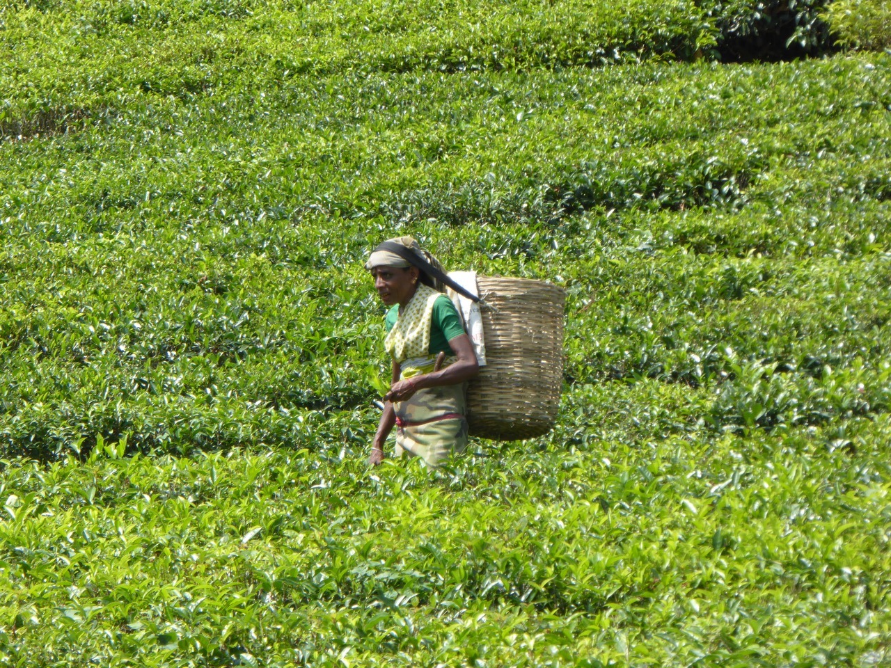 Organic Green Tea - Fairtrade